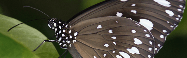 Image of a butterfly, courtest of Magee via Pixabay